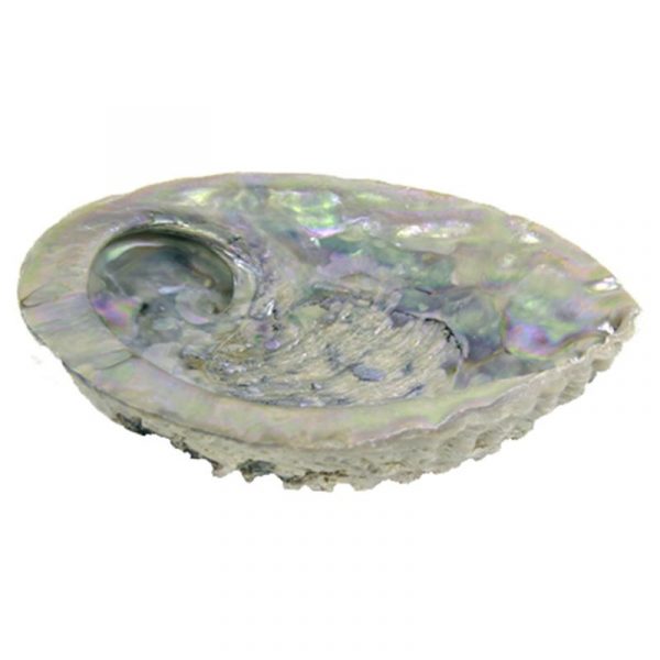 Abalone schelp Haliotis Midae voor smudging -- 11-15 cm