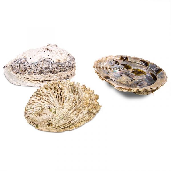 Abalone schelp met kleine beschadiging -- 11-15 cm